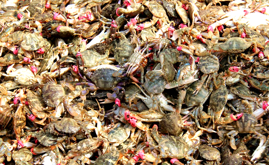 哈仙岛花盖蟹