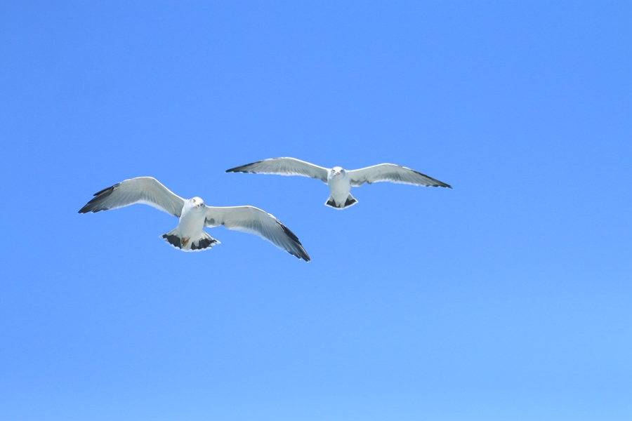 哈仙岛海鸥