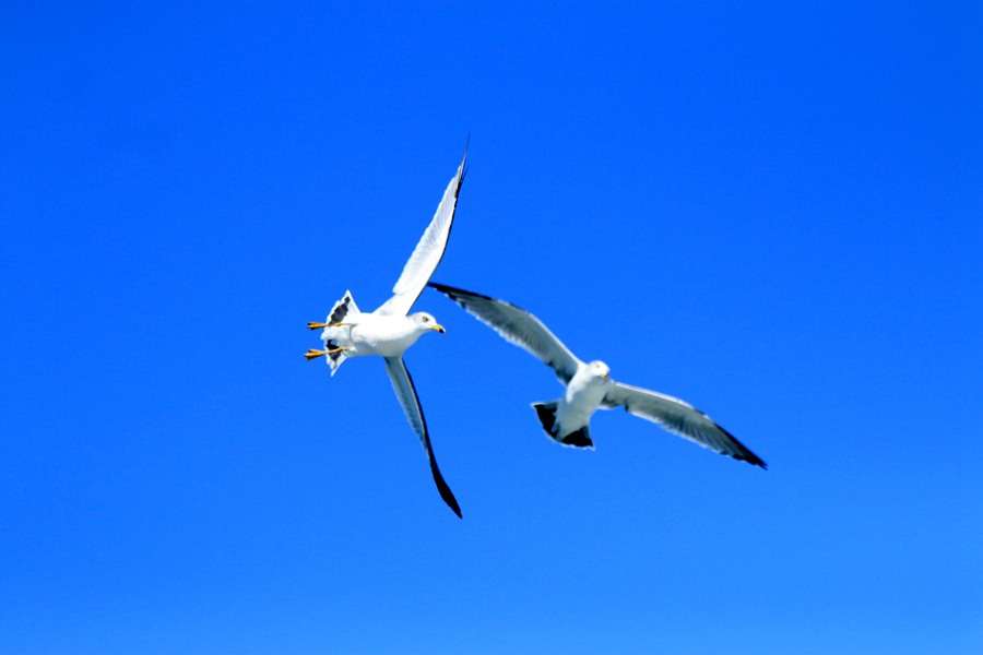 哈仙岛海鸥