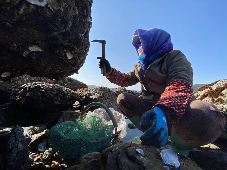 哈仙岛赶海